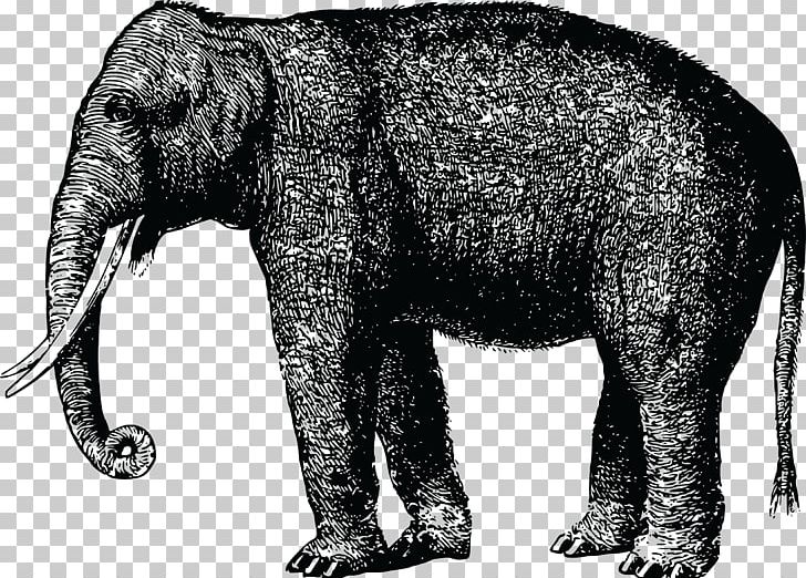 African Elephant Animal Mammal PNG, Clipart, African Elephant, Animal, Animals, Black And White, Drawing Free PNG Download