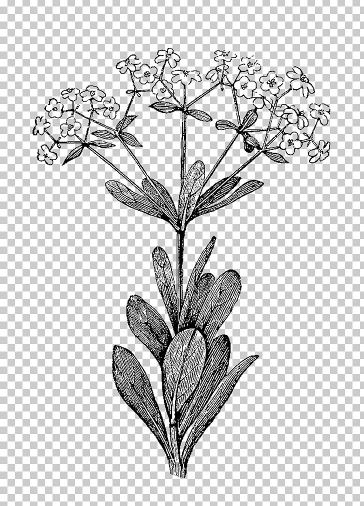 Herb Watercolor Painting Botanical Illustration PNG, Clipart, Art, Black And White, Botanical Illustration, Botany, Branch Free PNG Download
