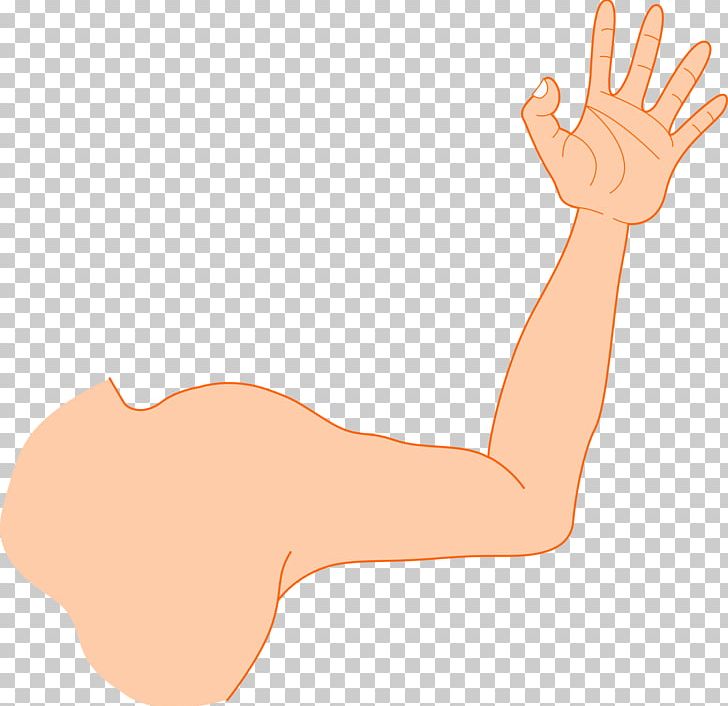 Arm Muscle PNG, Clipart, Arm, Biceps, Clip Art, Ear, Elbow Free PNG Download