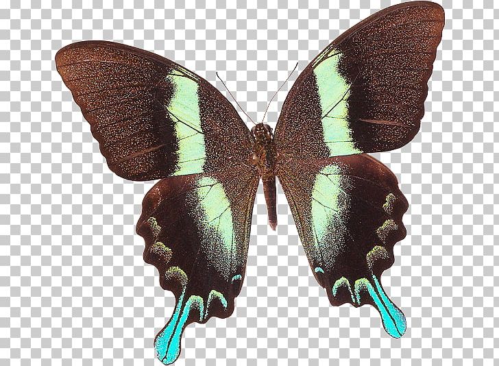 Swallowtail Butterfly Green Swallowtail Insect Papilio Palinurus PNG, Clipart, Arthropod, Brush Footed Butterfly, Insect, Insects, Invertebrate Free PNG Download