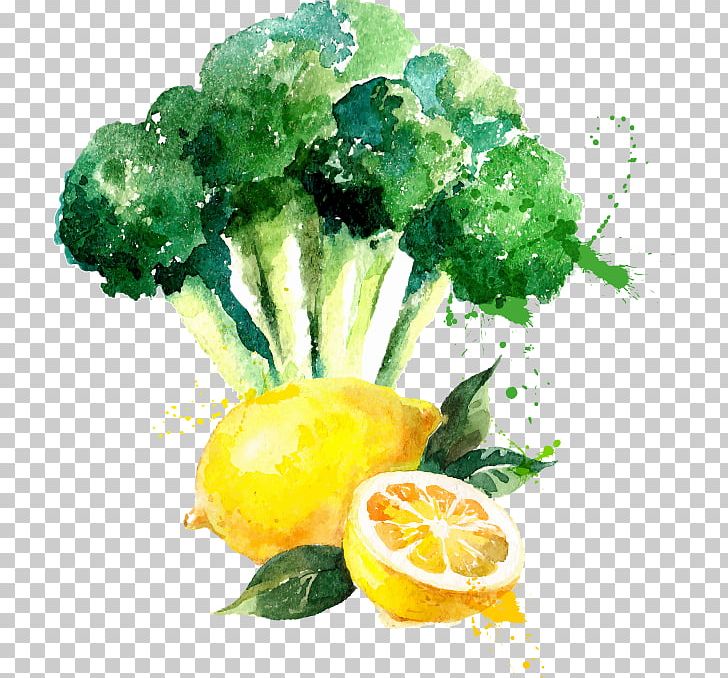 Watercolor Painting Drawing Broccoli PNG, Clipart, Art, Broccoli, Cenes De La Vega, Citric Acid, Citrus Free PNG Download