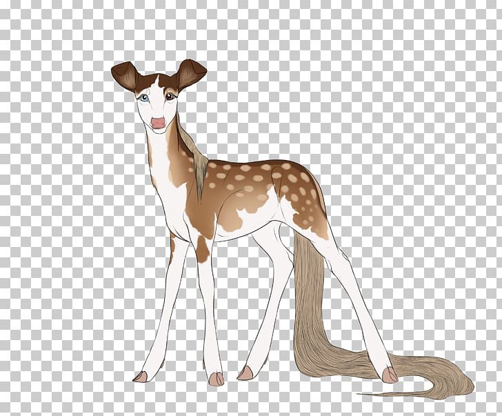 Deer Italian Greyhound Springbok Wildlife PNG, Clipart, Animal, Animals, Deer, Greyhound, Italian Greyhound Free PNG Download