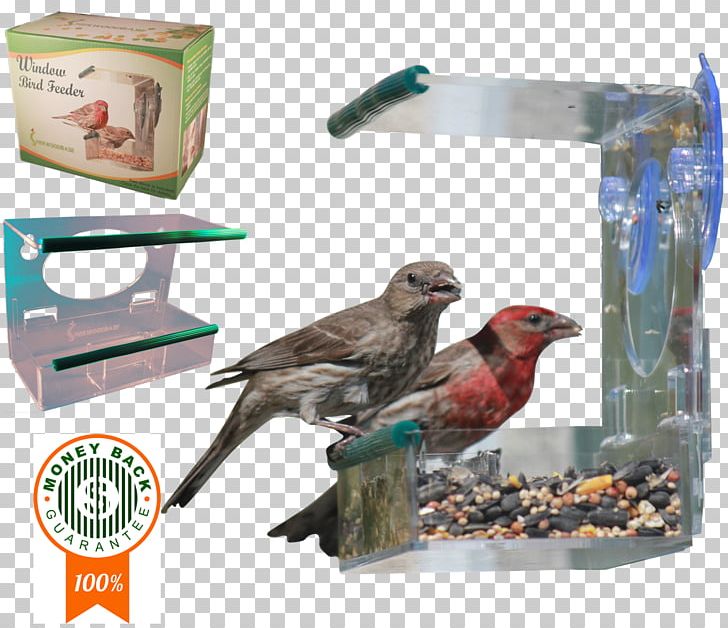 Finch Bird Food Beak Feather PNG, Clipart, Animals, Beak, Bird, Bird Food, Bird Supply Free PNG Download