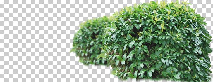 Shrub Tree Plant PNG, Clipart, Burning Bush, Clip Art, Computer Icons, Evergreen, Grass Free PNG Download