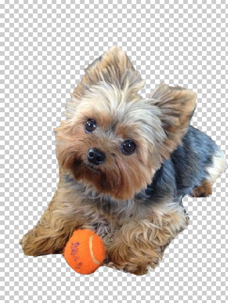 Yorkshire Terrier Norwich Terrier Puppy Yorkipoo Hairstyle PNG, Clipart, Affectionate, Animals, Australian Silky Terrier, Carnivoran, Companion Dog Free PNG Download