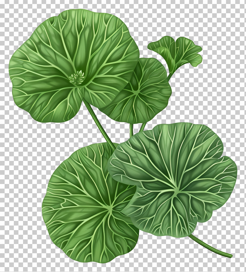 Centella Asiatica Leaf - Fresh Green Leaves PNG