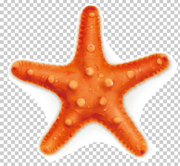 Euclidean Starfish Photography Illustration PNG, Clipart, Animals, Drawing, Happy Birthday Vector Images, Marine Invertebrates, Ocean Free PNG Download