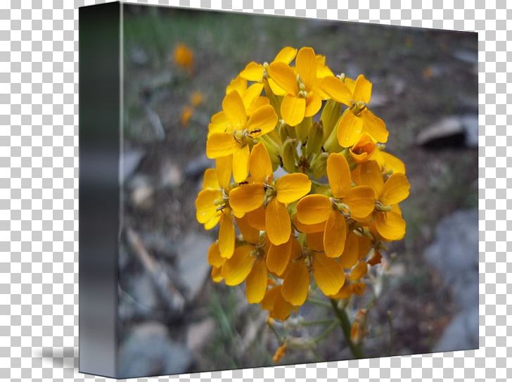 Wallflower Wildflower PNG, Clipart, Flora, Flower, Flowering Plant, Others, Petal Free PNG Download