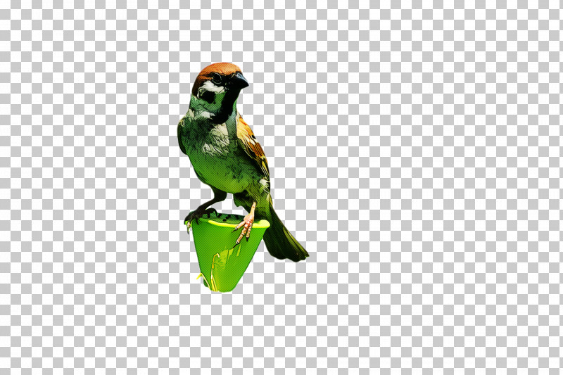 Bird PNG, Clipart, Beak, Bird, Figurine, Green, Parakeet Free PNG Download