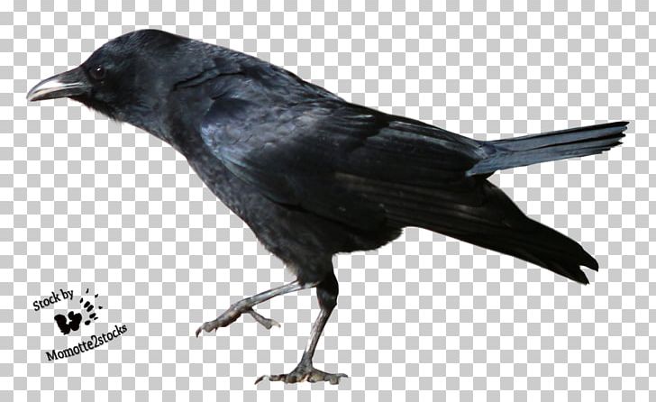 American Crow New Caledonian Crow Bird PNG, Clipart, American Crow, Animals, Beak, Bird, Clip Art Free PNG Download