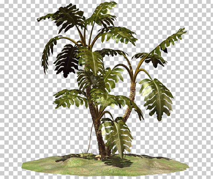 Coconut Flowerpot Houseplant Terrestrial Plant Plant Stem PNG, Clipart, Arecales, Cari, Coconut, Flowerpot, Fruit Nut Free PNG Download