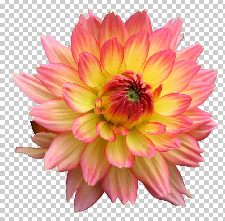 Floral Emblem Ashikaga Flower Park Symbol PNG, Clipart, Acacia Pycnantha, Annual Plant, Ashikaga, Ashikaga Flower Park, Chrysanths Free PNG Download