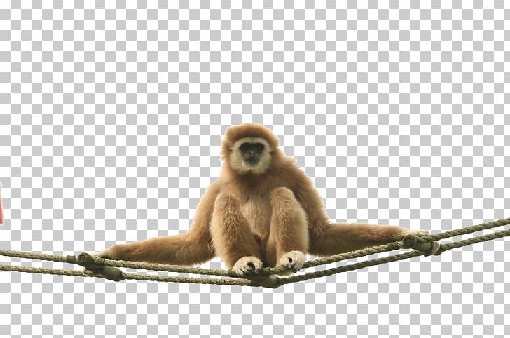 Macaque Coca-Cola Gibbon New World Monkey PNG, Clipart, Animal, Ape, Cartoon Monkey, Cocacola, Cocacola Company Free PNG Download