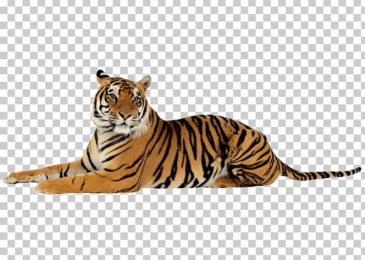 Lion Felidae Project Tiger Bengal Tiger PNG, Clipart, Animal Figure, Animals, Bengal Tiger, Big Cat, Big Cats Free PNG Download