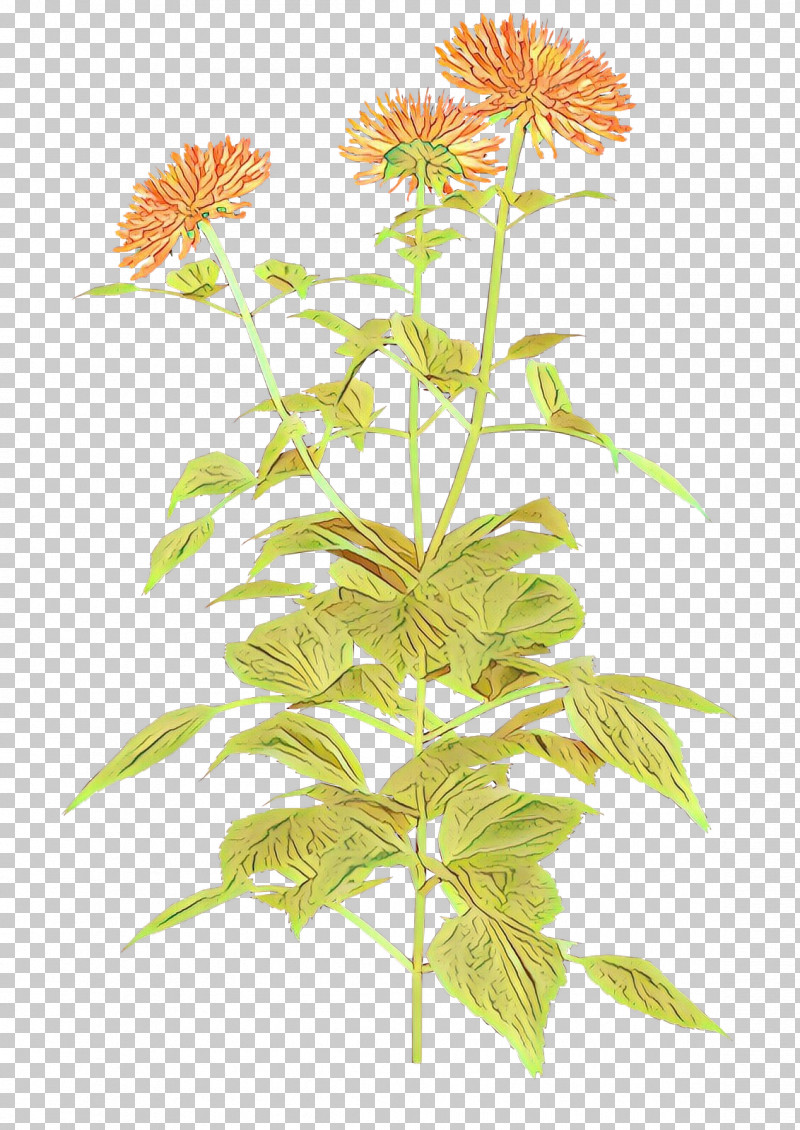Flower Plant Plant Stem Herbaceous Plant Perennial Plant PNG, Clipart, Flower, Herbaceous Plant, Perennial Plant, Plant, Plant Stem Free PNG Download