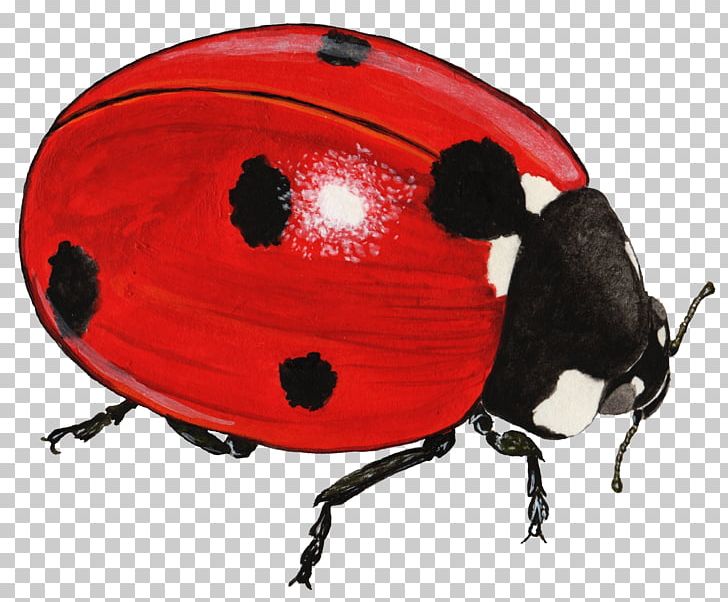 Beetle Coccinella Septempunctata Elytron Pest PNG, Clipart, Adalia, Animals, Arthropod, Beetle, Cdr Free PNG Download