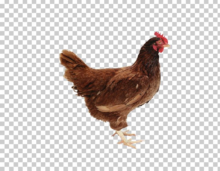 Chicken As Food GIF Poultry Portable Network Graphics PNG, Clipart, Animals, Beak, Bird, Chicken, Chicken As Food Free PNG Download