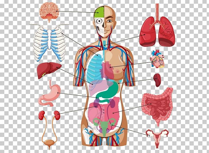 Human Body Organ Diagram Anatomy PNG, Clipart, Anatomy ...