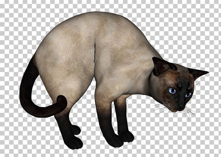 Siamese Cat Tonkinese Cat Domestic Short-haired Cat Whiskers PNG, Clipart, Animal, Animals, Background White, Black White, Carnivoran Free PNG Download