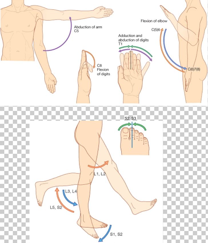 Thumb Dermatome Myotome Anatomy Sacral Spinal Nerve 1 PNG, Clipart, Abdomen, Active Undergarment, Anatomy, Arm, Back Free PNG Download