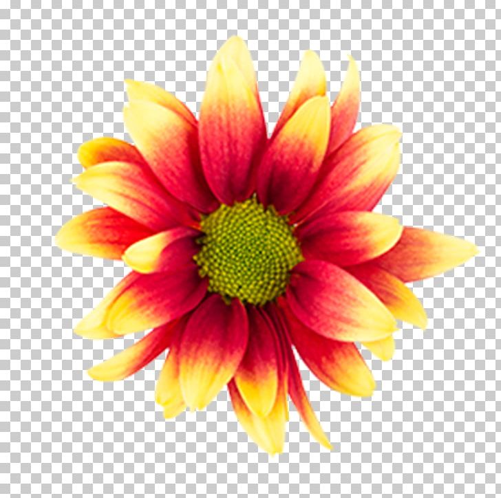 Chrysanthemum Flower Gaillardia Pulchella Petal PNG, Clipart, Annual Plant, Blanket Flowers, Chrysanthemum, Chrysanths, Common Daisy Free PNG Download