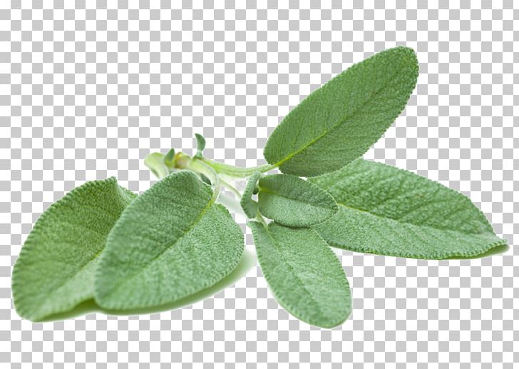Common Sage Stock Photography Herb PNG, Clipart, Common Sage, Desktop Wallpaper, Herb, Herbalism, Leaf Free PNG Download