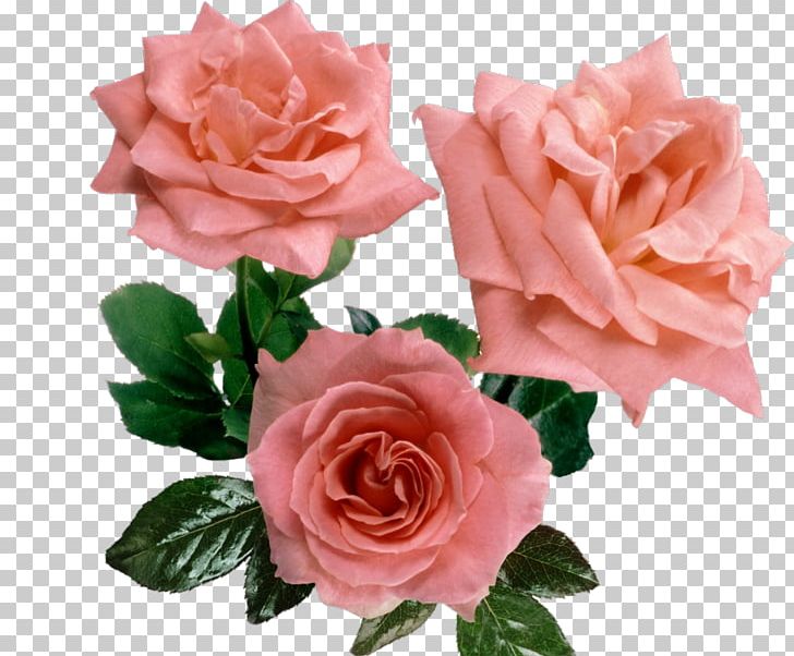 Cut Flowers Garden Roses Centifolia Roses Floral Design PNG, Clipart, Artificial Flower, Centifolia Roses, China Rose, Cut Flowers, Floral Design Free PNG Download