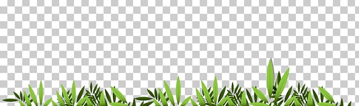 Lawn Wheatgrass Meadow Desktop Computer PNG, Clipart, Computer, Computer Wallpaper, Desktop Wallpaper, Grass, Grass Family Free PNG Download