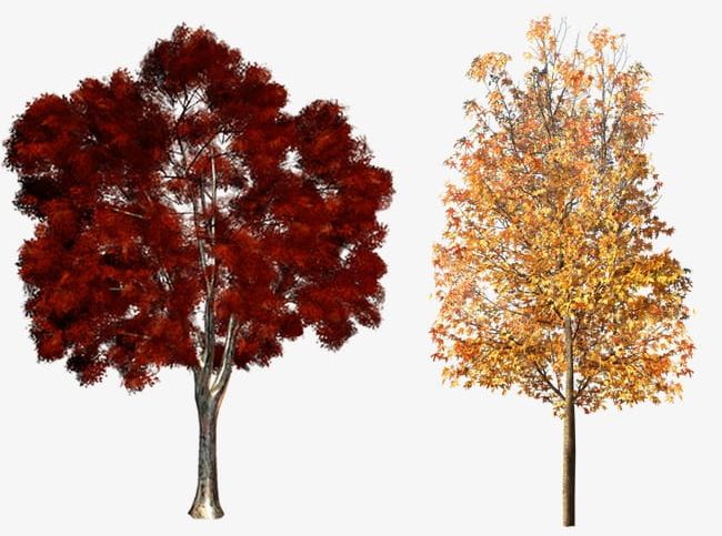 Autumn Trees Material PNG, Clipart, Autumn, Autumn Clipart, Autumn Trees Material, Branch, Deciduous Tree Free PNG Download