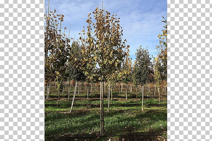 Shade Tree Shrub Birch Nursery PNG, Clipart, Agriculture, Biome, Birch, Grove, Land Lot Free PNG Download