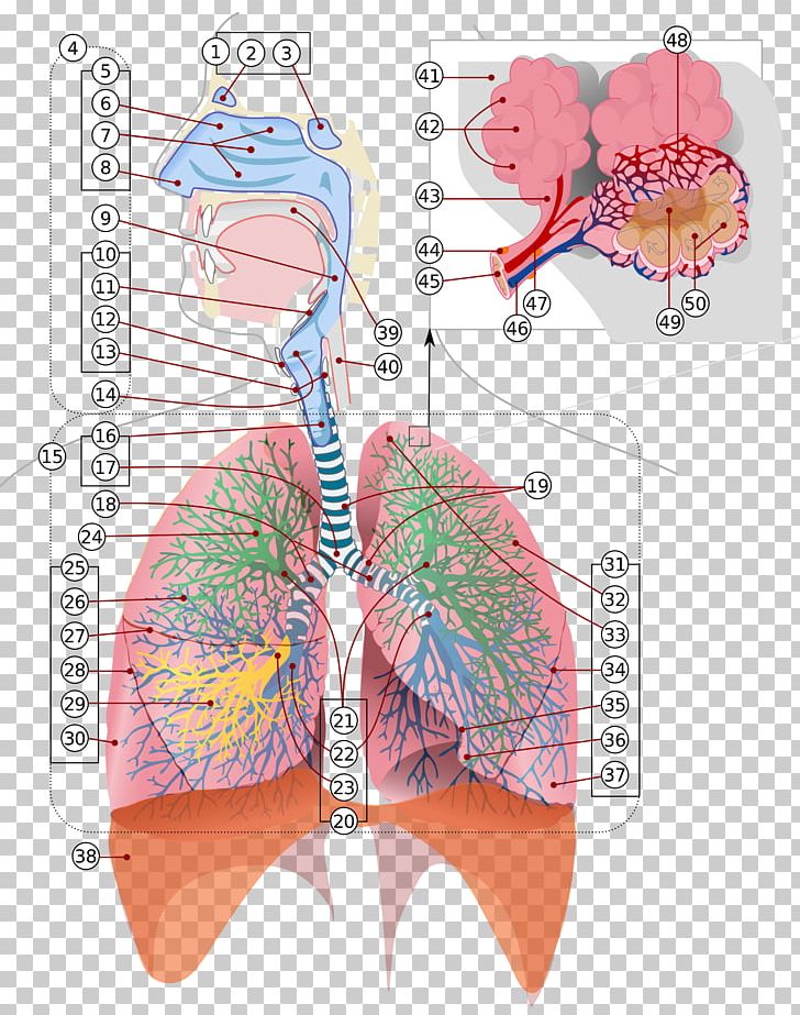 The Respiratory System Respiration Diagram Lung PNG, Clipart, Anatomy, Angle, Circulatory System, Diagram, Graphic Design Free PNG Download
