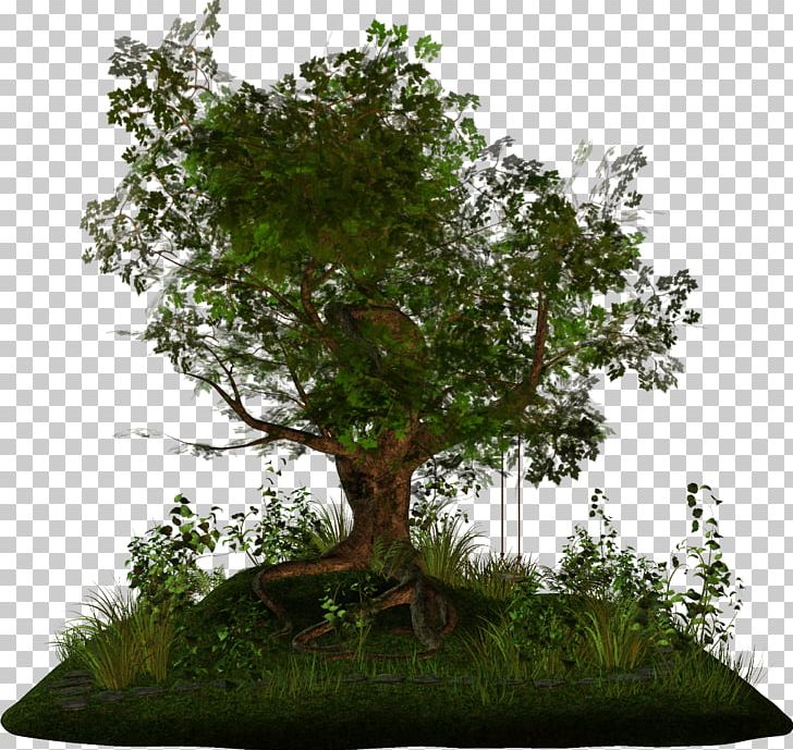 Tree Arecaceae Branch Bonsai PNG, Clipart, Arecaceae, Autumn, Bonsai, Branch, Firtree Free PNG Download