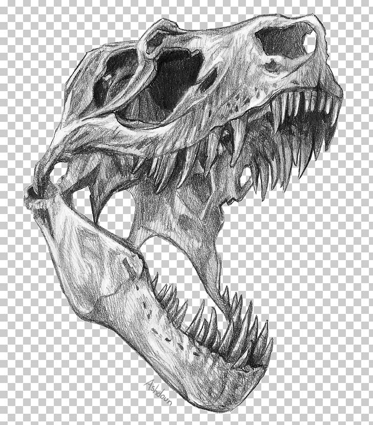 Tyrannosaurus Velociraptor Triceratops Dinosaur Skull PNG, Clipart, Automotive Design, Black And White, Bone, Dinosaur, Dinosaur Size Free PNG Download