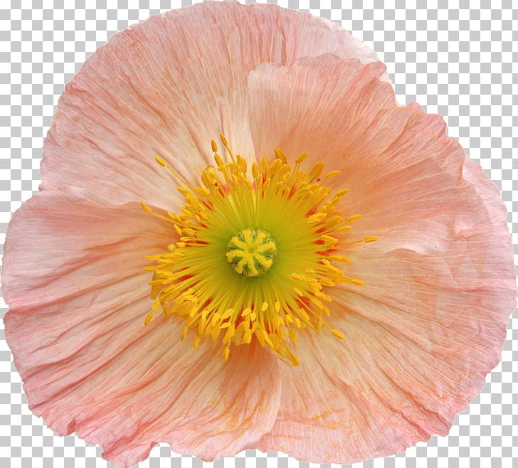 Flower Photography PNG, Clipart, Annual Plant, Blume, Common Poppy, Cut Flowers, Flower Free PNG Download