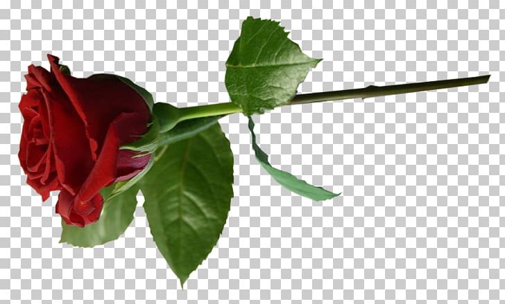 Garden Roses Flower LiveInternet Saint-Anastaise Diary PNG, Clipart, Besseetsaintanastaise, Bud, Cut Flowers, Diary, Flower Free PNG Download