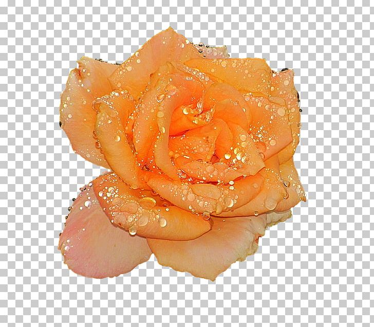Garden Roses Water Flower Orange Peach PNG, Clipart, Blue, Blue Rose, Coral, Flower, Garden Roses Free PNG Download