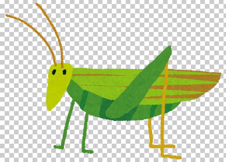 Grasshopper Gampsocleis Buergeri Insect Ensifera PNG, Clipart, Arthropod, Caelifera, Cricket Like Insect, Dentist, Dentistry Free PNG Download