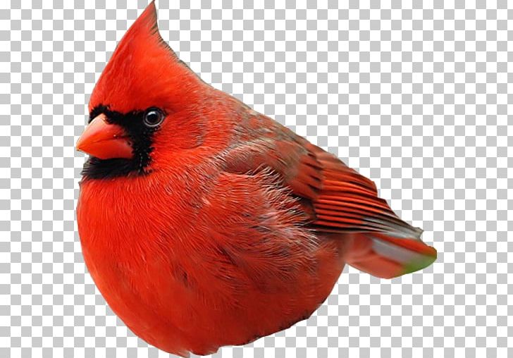 Hummingbird Beak PNG, Clipart, Angry Birds Movie, Animals, Beak, Bird, Cardinal Free PNG Download