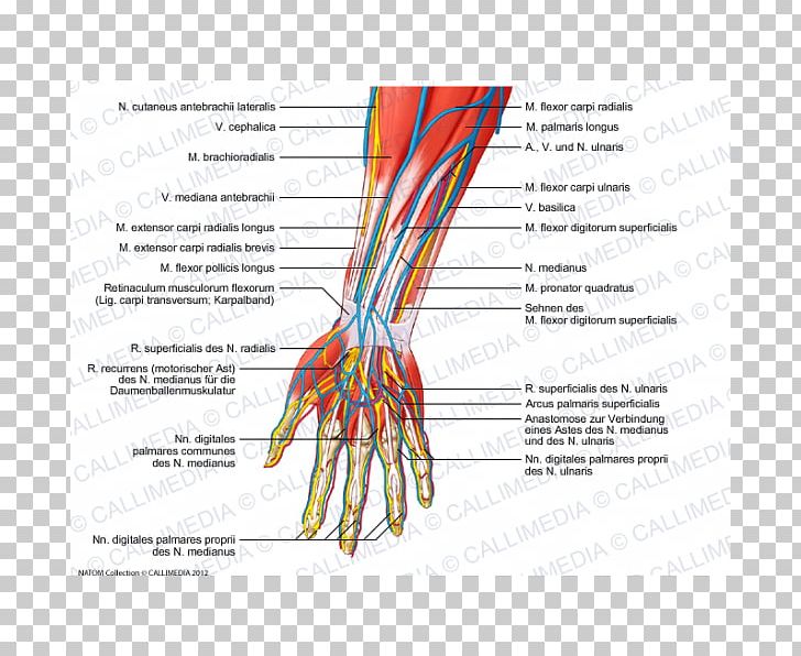 Nerve Forearm Human Anatomy PNG, Clipart, Anatomy, Area, Arm, Blood Vessel, Carpi Free PNG Download