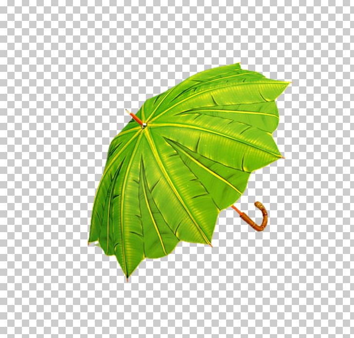 Umbrella Banana Leaf Rain Green PNG, Clipart, Banana Leaf, Color, Green, Leaf, Objects Free PNG Download