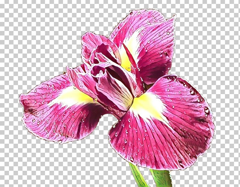 Flower Petal Plant Pink Iris PNG, Clipart, Cut Flowers, Flower, Iris, Moth Orchid, Petal Free PNG Download