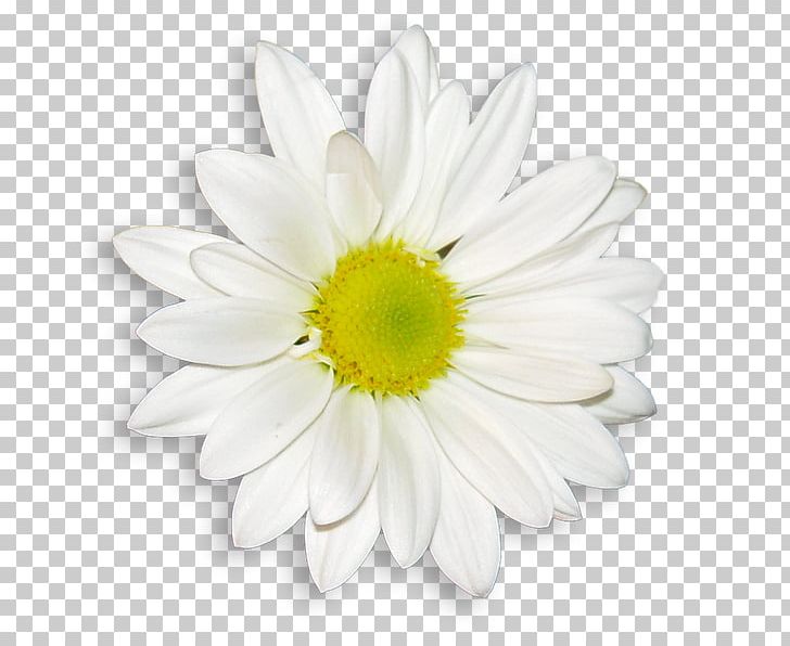 Common Daisy Flower Bouquet Wedding Dress White PNG, Clipart, Annual Plant, Blue, Chamaemelum Nobile, Chamomile, Chrysanths Free PNG Download
