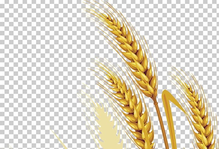 Emmer Durum Food PNG, Clipart, Bread, Cartoon Wheat, Cereal, Cereal Germ, Commodity Free PNG Download