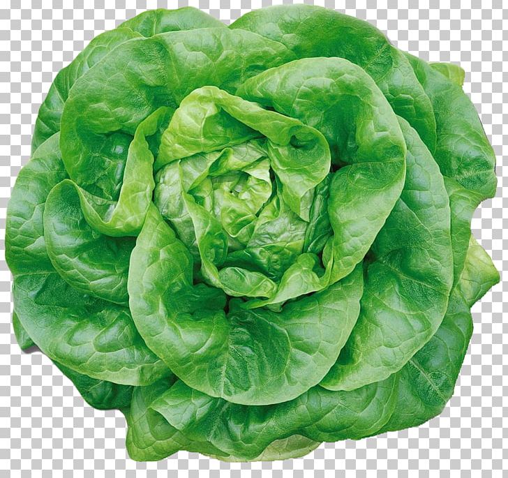 Iceberg Lettuce Butterhead Lettuce Celtuce Romaine Lettuce Endive PNG, Clipart, Butterhead Lettuce, Cabbage, Celtuce, Endive, Flavor Free PNG Download