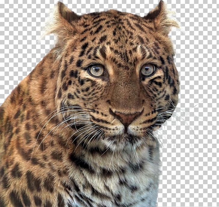 Larkspur Elementary School Jaguar Panther Leopard PNG, Clipart, Animal, Animals, Big Cats, Carnivoran, Cat Like Mammal Free PNG Download