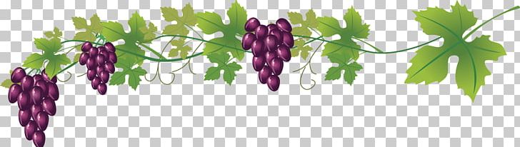 Wine Common Grape Vine PNG, Clipart, Creative Background, Flower, Food, Fruit, Fruit Nut Free PNG Download