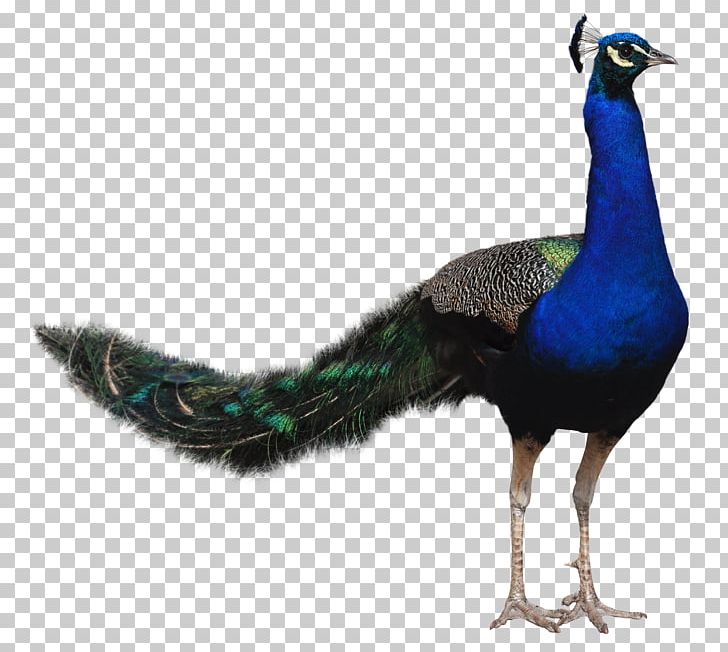 Bird Peafowl PNG, Clipart, Animals, Asiatic Peafowl, Autocad Dxf, Beak, Bird Free PNG Download