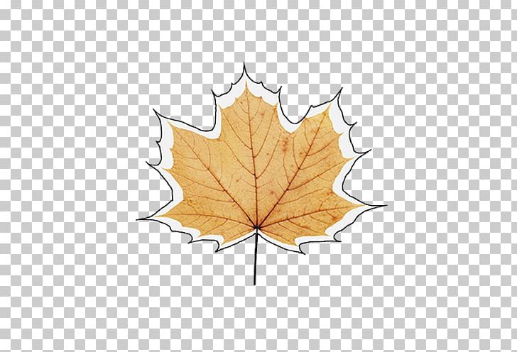 Maple Leaf Autumn PNG, Clipart, Autumn Leaves, Autumn Tree, Bladnerv, Bleak, Clear Free PNG Download
