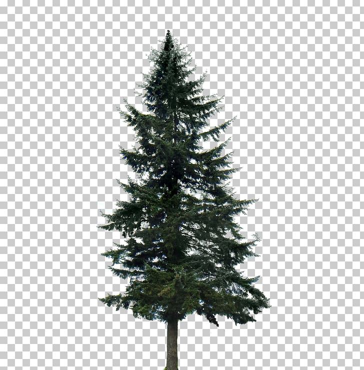 Pine Tree Fir Conifers PNG, Clipart, Big Tree, Biome, Branch, Christmas Decoration, Christmas Ornament Free PNG Download