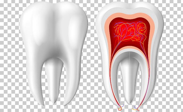 Tooth PNG, Clipart, Anatomy, Crown, Dentistry, Ear, Endodontics Free PNG Download
